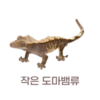 작은 도마뱀류